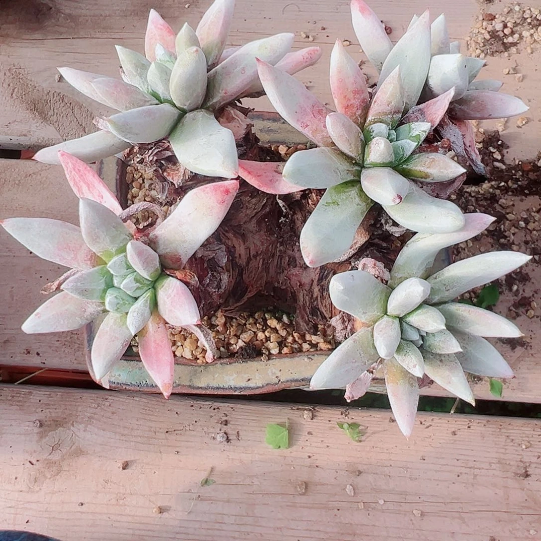 9191千寿姬杂交拇指仙女杯