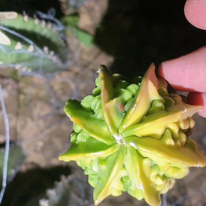 界***龙哈哈哈哈哈哈哈哈哈