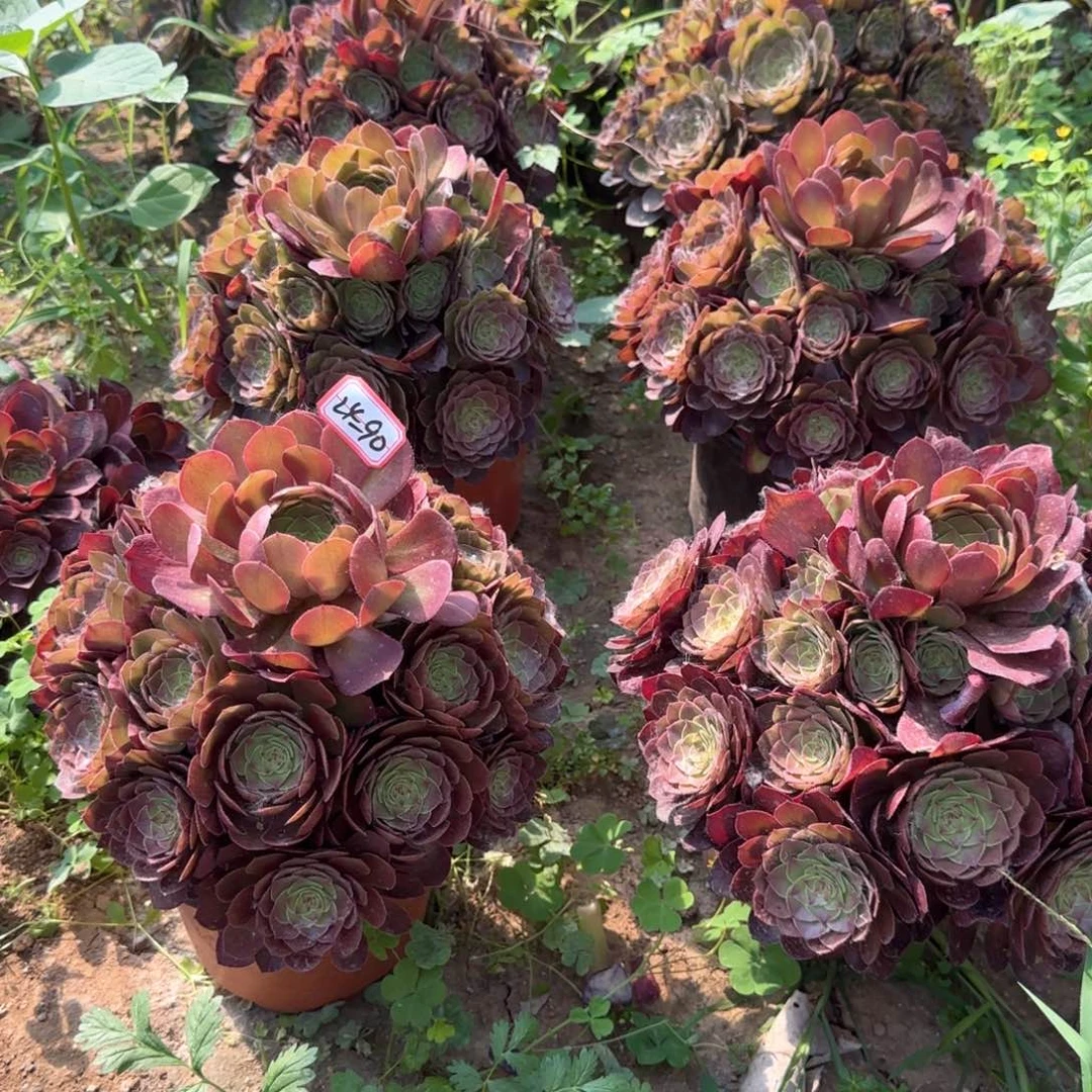 24-90万圣节亮牌8一个多肉