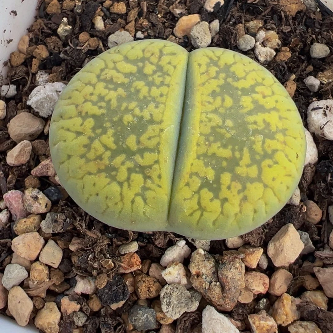 25多肉植物种类多样