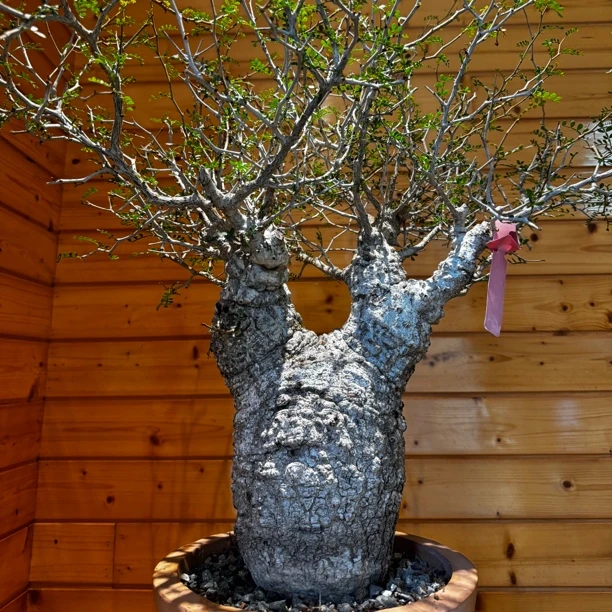 母象足漆树一物一拍 Operculicara Pachypus收藏级珍贵稀有块根