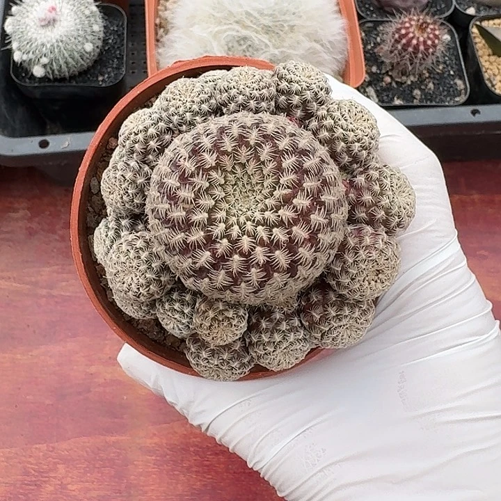 ?*?红宝石仙人球1234