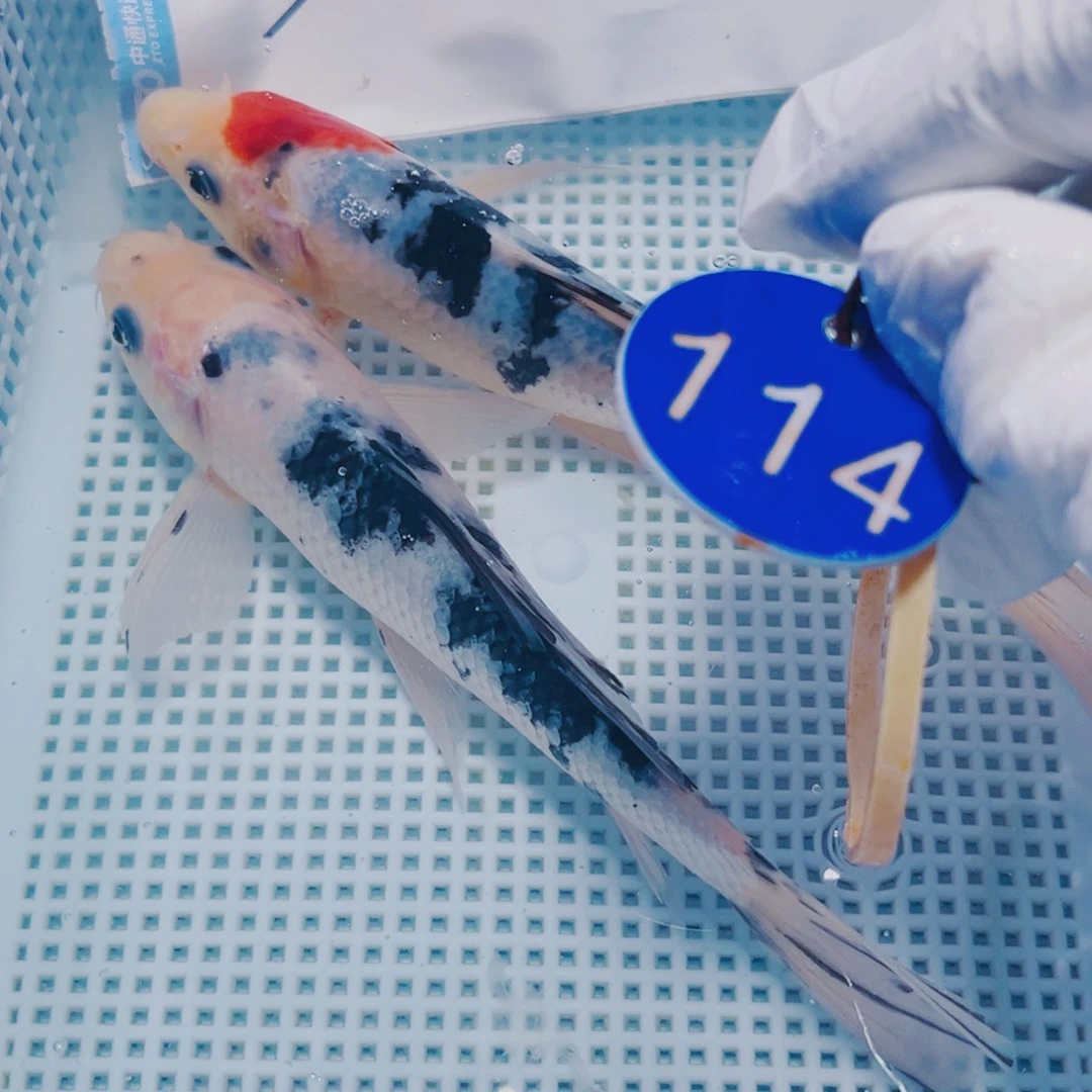 锦鲤锦鲤冷水观赏114