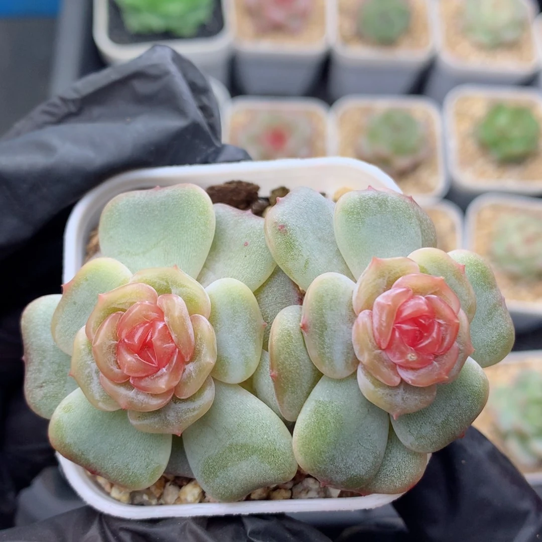 58包邮  群生不包整彩恋41