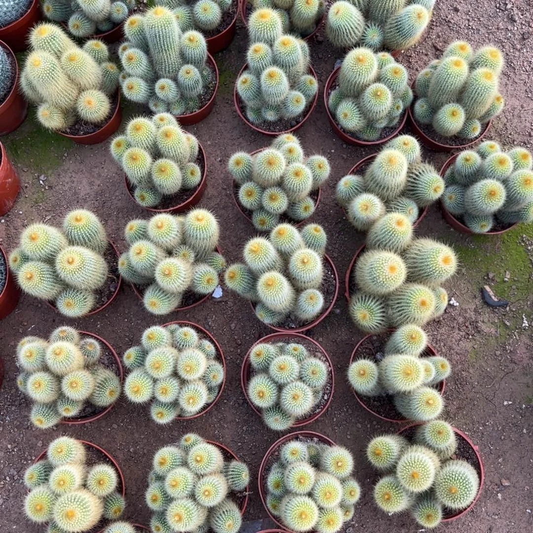 金丝猴随机一颗。