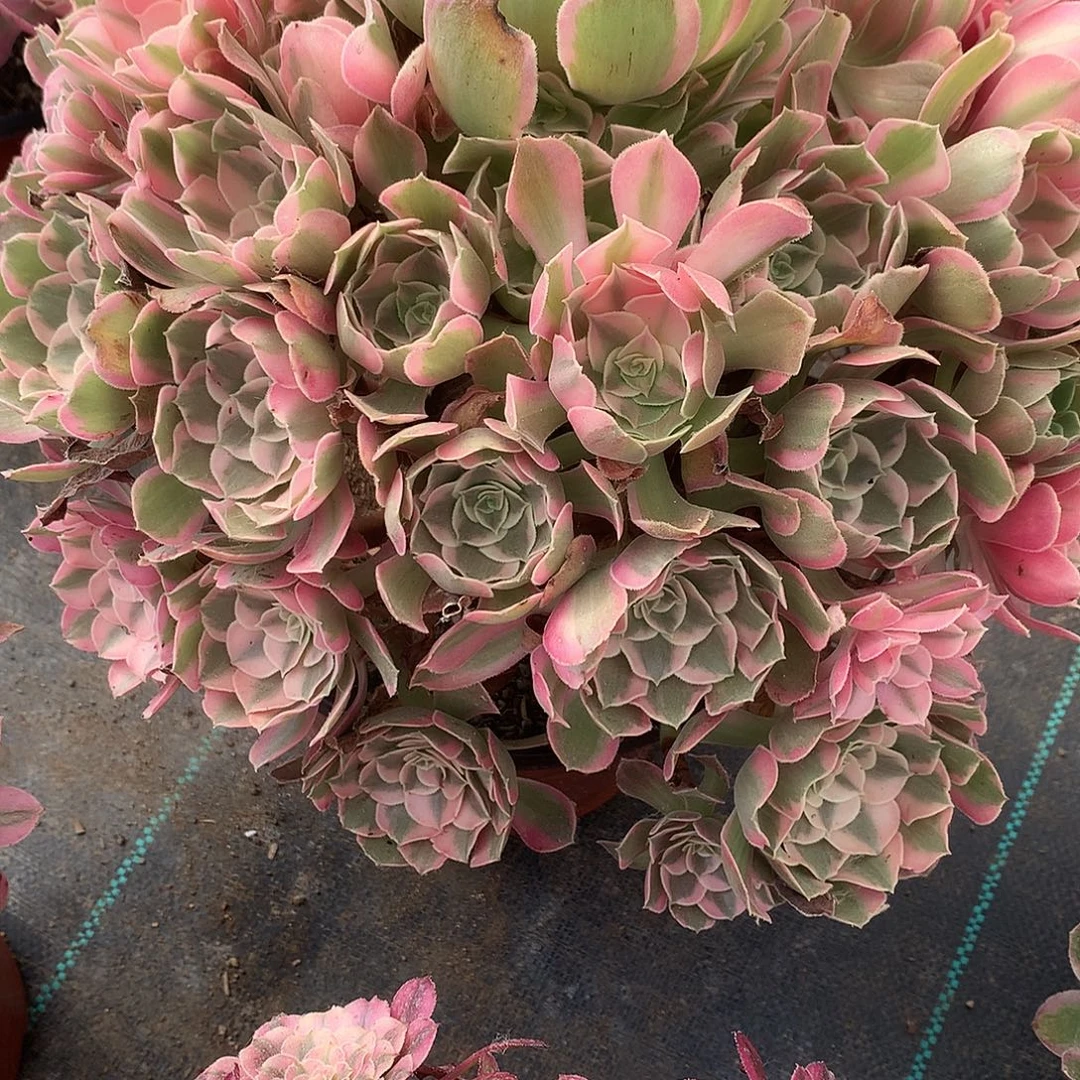 完全开放男神法师图片多肉植物