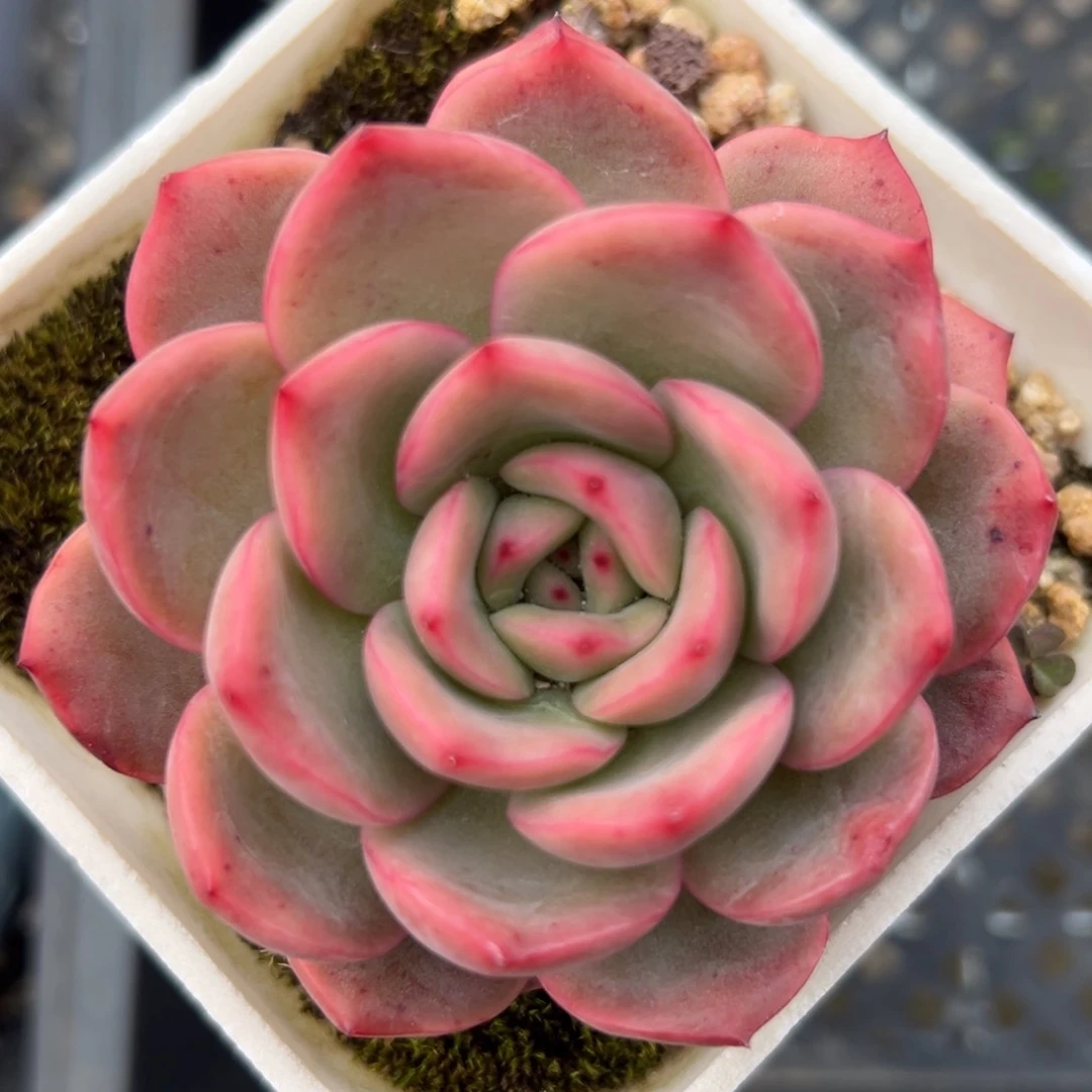 粉格林精控多肉一物一拍