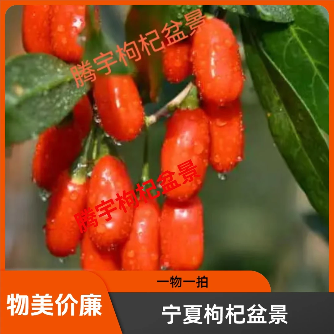 【一物一拍】宁夏枸杞老桩盆景盆栽地栽室内外观赏食用宁夏种植直发