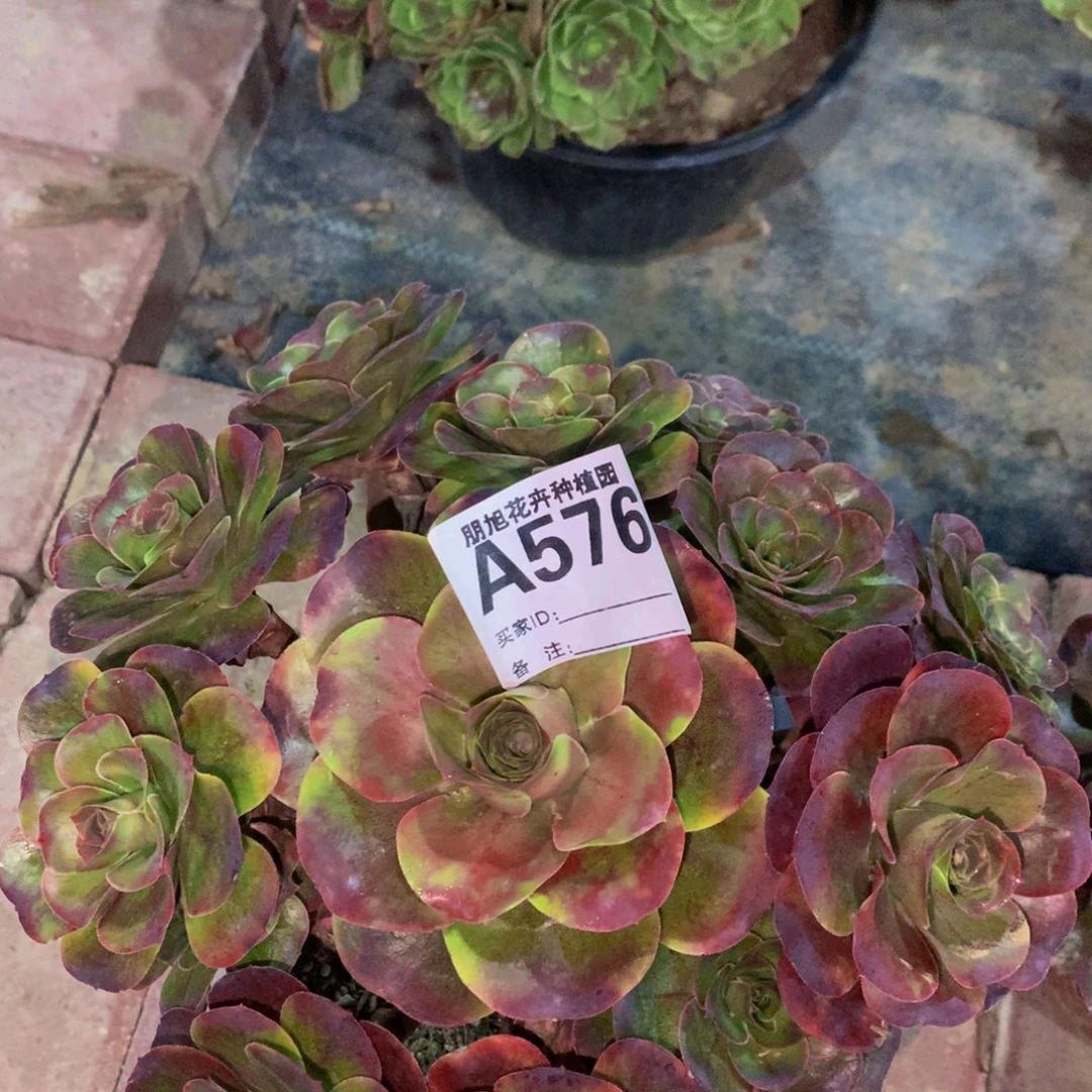 全部花朵576媚金玫瑰000