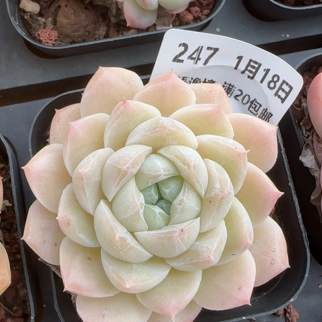 花语逸镜0118-247