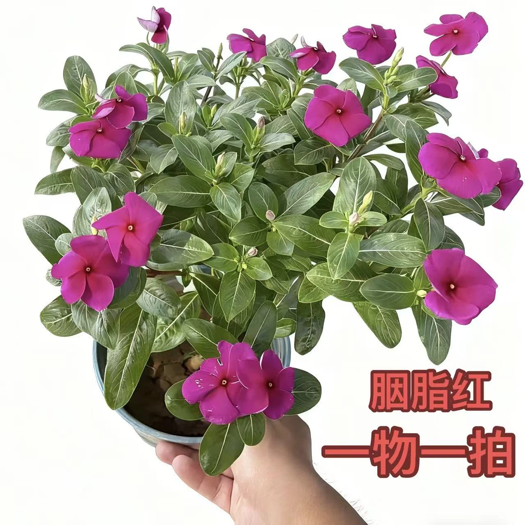 【一物一拍】长春花盆栽带花苞四季开花耐热耐旱适合阳台的观花植物