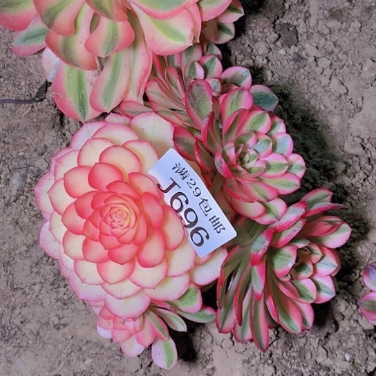 696倾城多肉植物