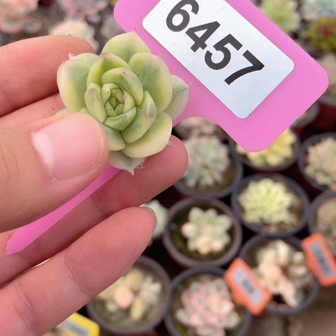 拾****6457号多肉植物盆栽