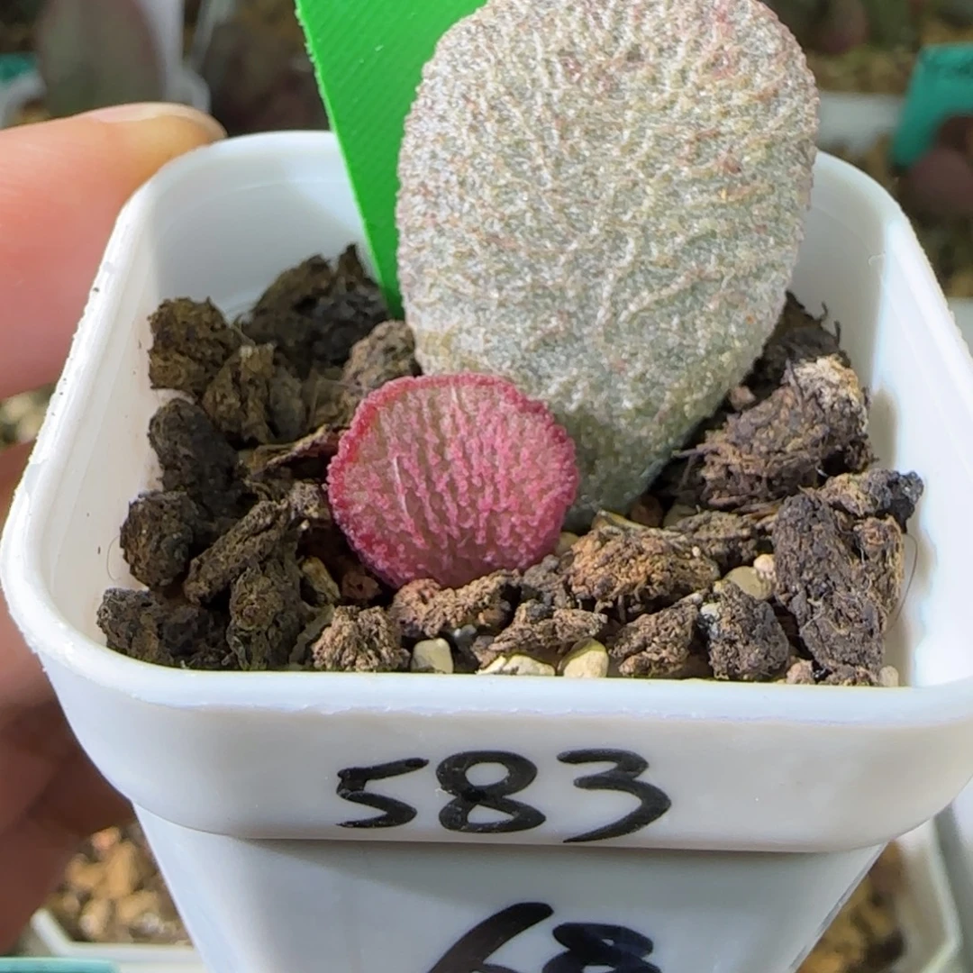 编号583叶插，四方盆发