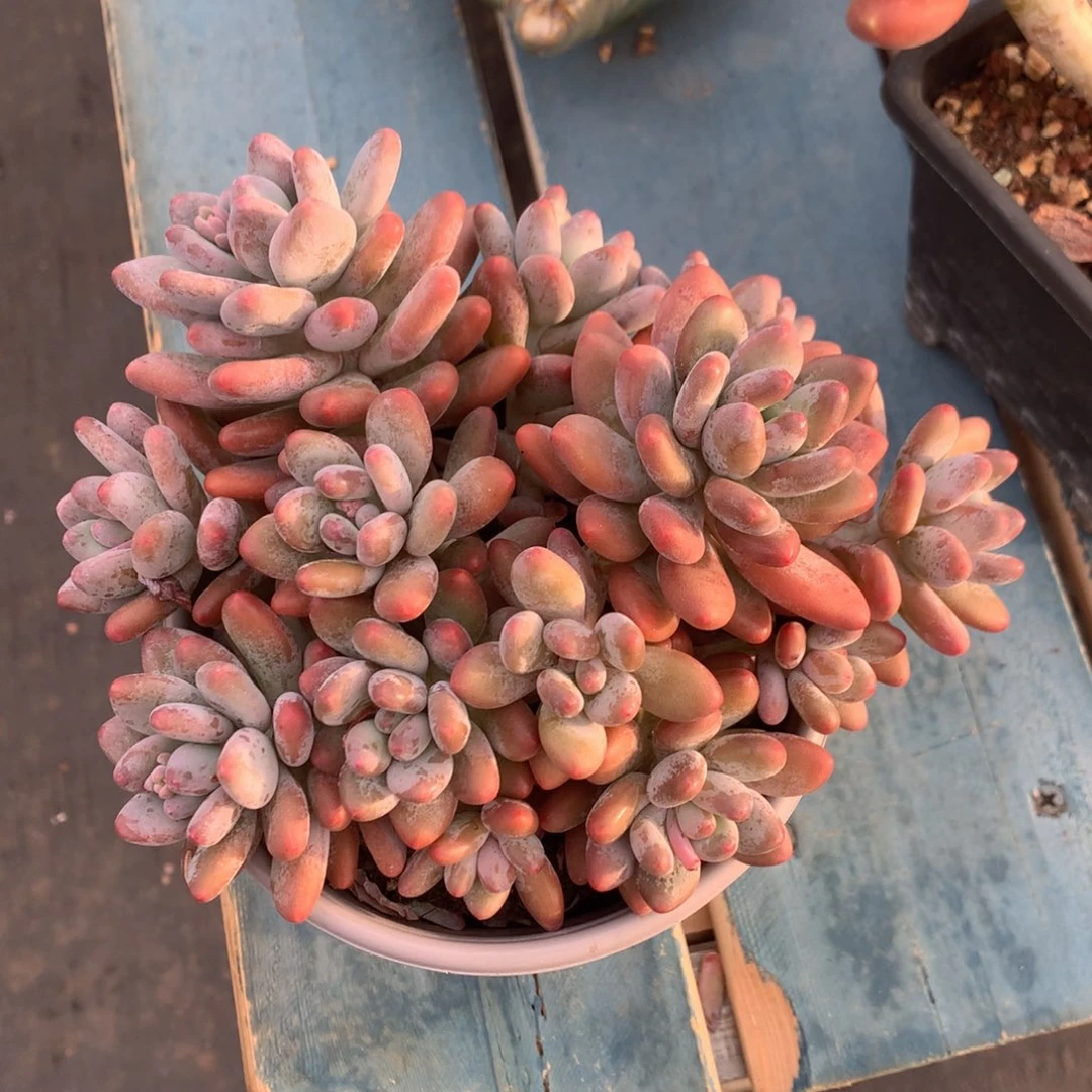 苹果美人老桩一物一拍