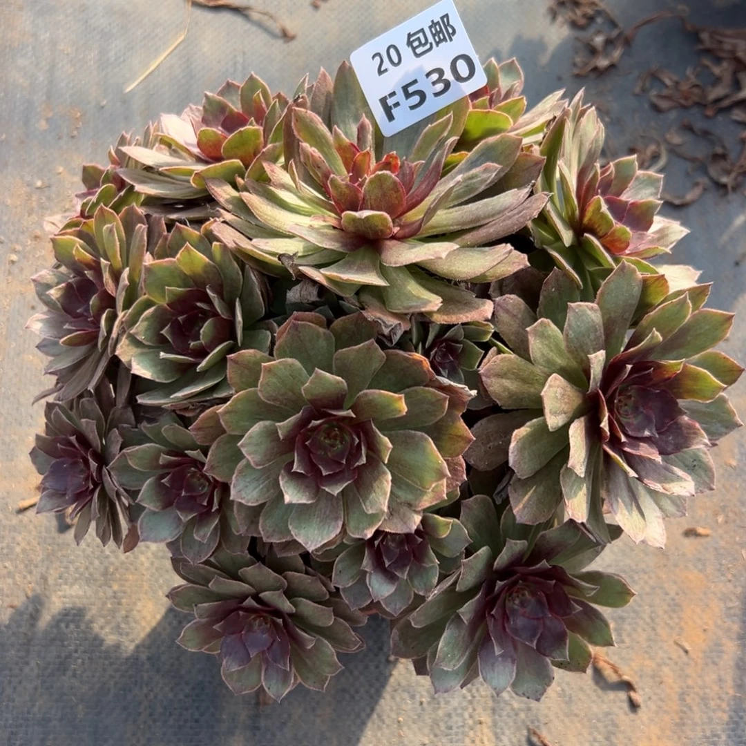 530红丝绒，满20包邮