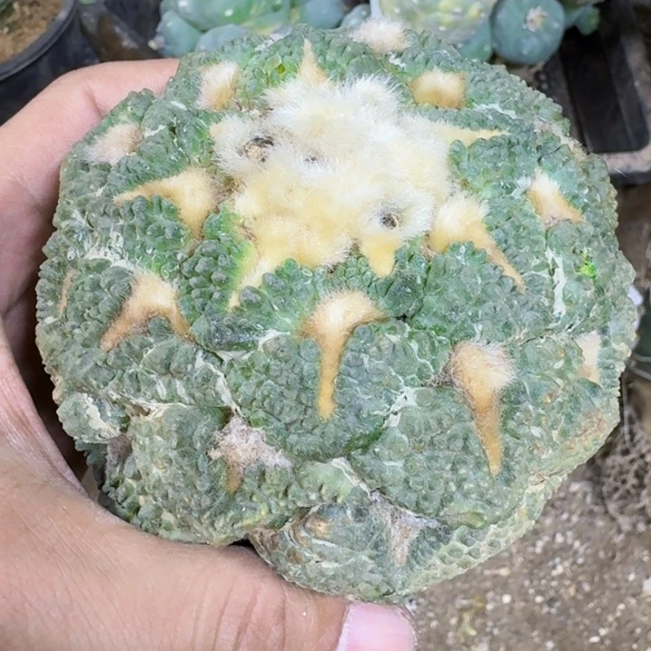 福利苗接龟甲连山0712