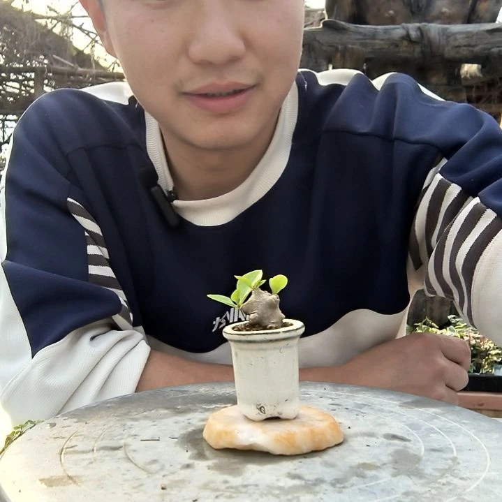 L****'小盆景小植物一物一拍17