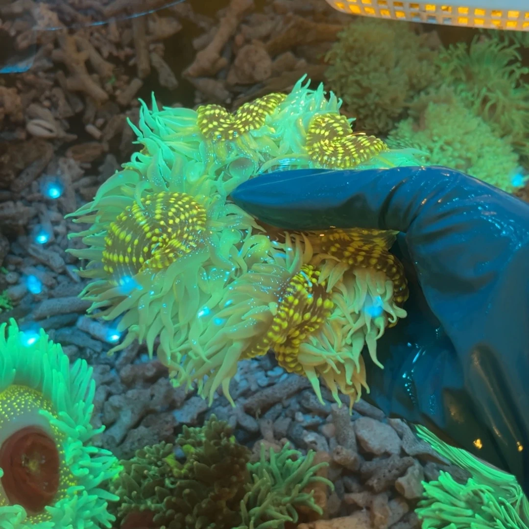 颢***比奶嘴海葵红肚1111