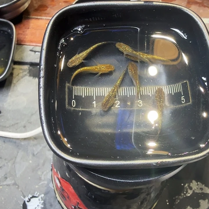 青鳉鱼24号拍品青水晶