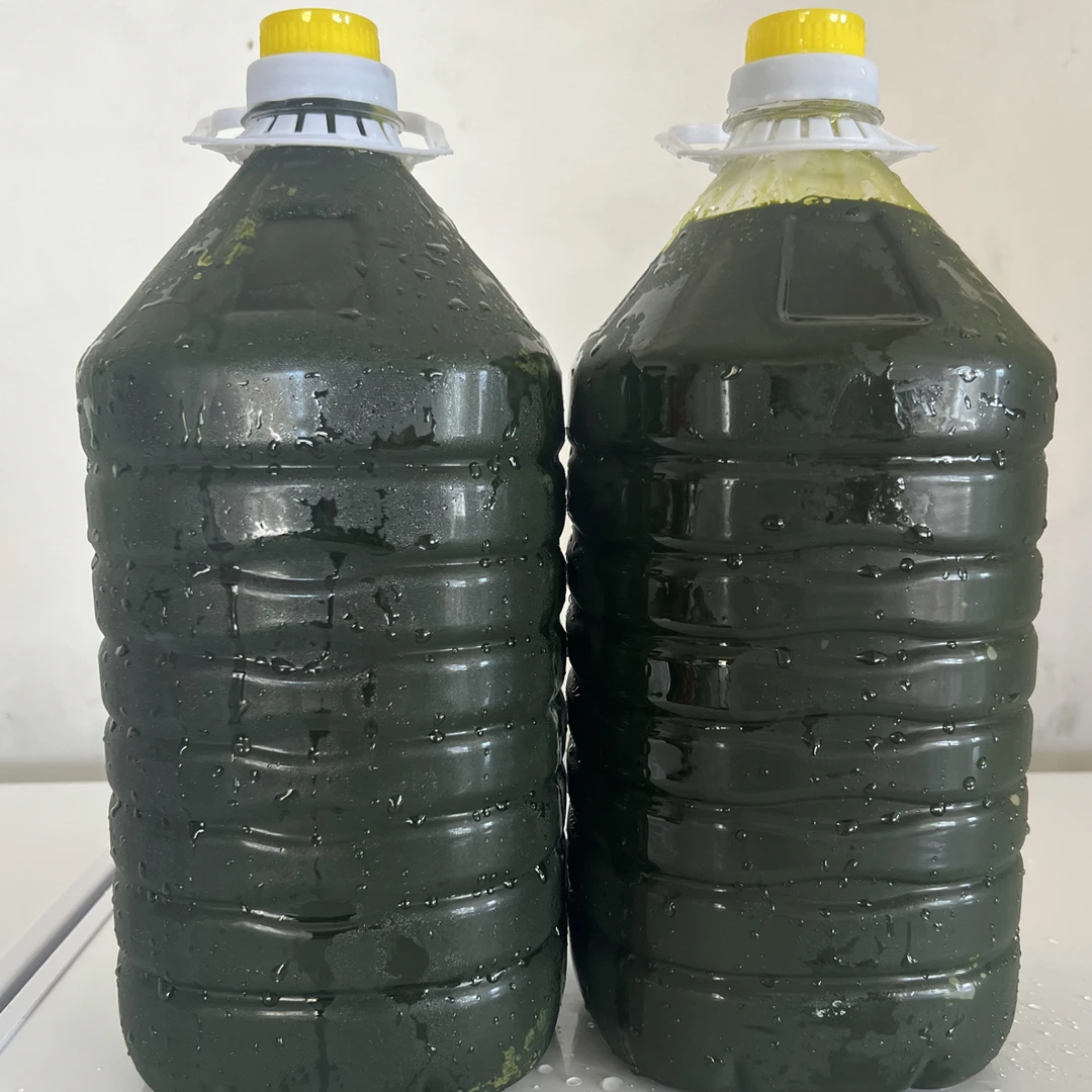 优质新鲜高浓缩380亿小球藻水产养殖贝类石斑鱼孵化育苗保苗肥水