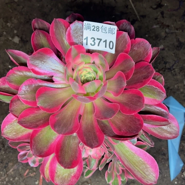 13710女巫多肉植物