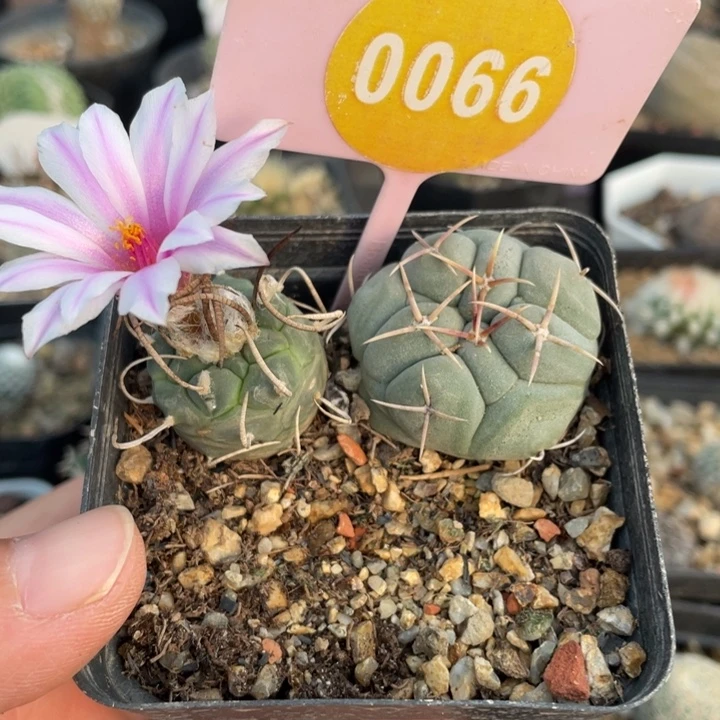 实生仙人球0066000000