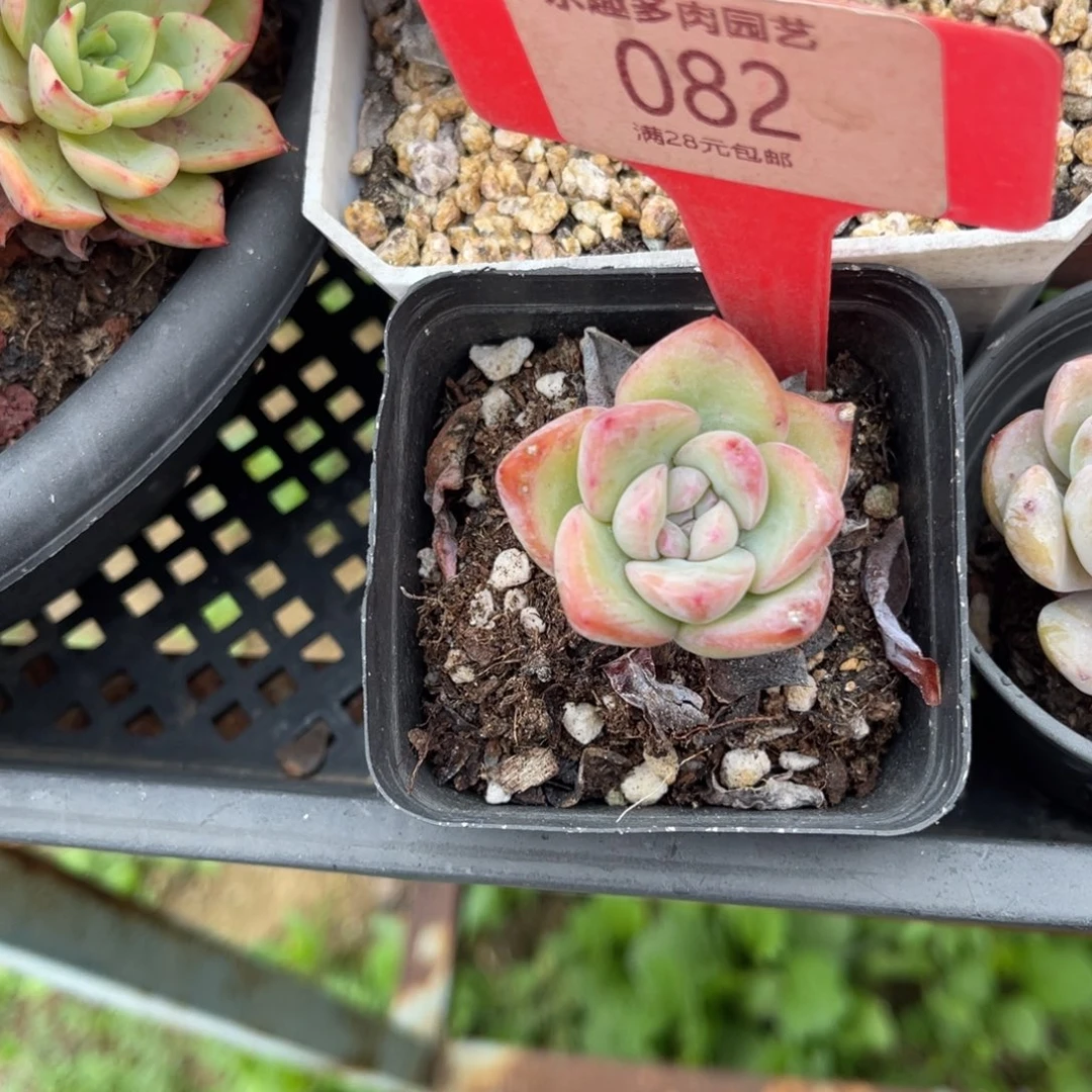 多肉植物一物一拍