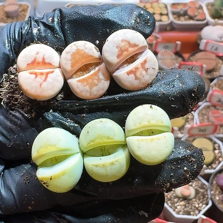 へ****?生石花22:：/。  176