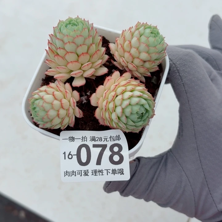 小红船无盆土发货多肉多