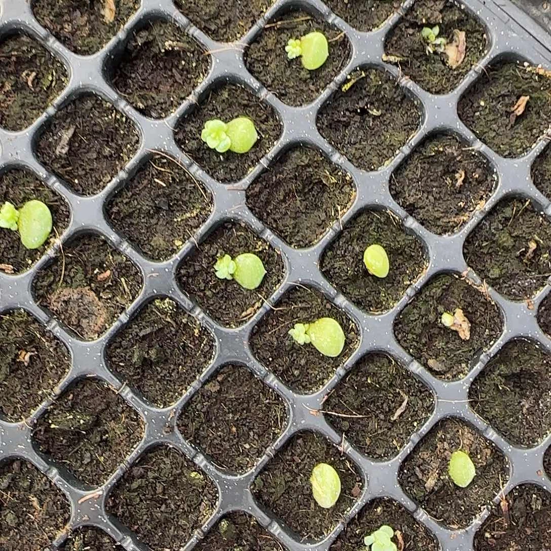 星辰珍妮小中苗一个满25包邮