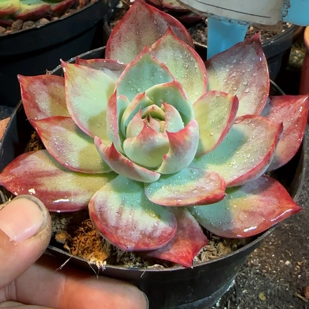 惊鸿一物一拍包装收缩花旱942