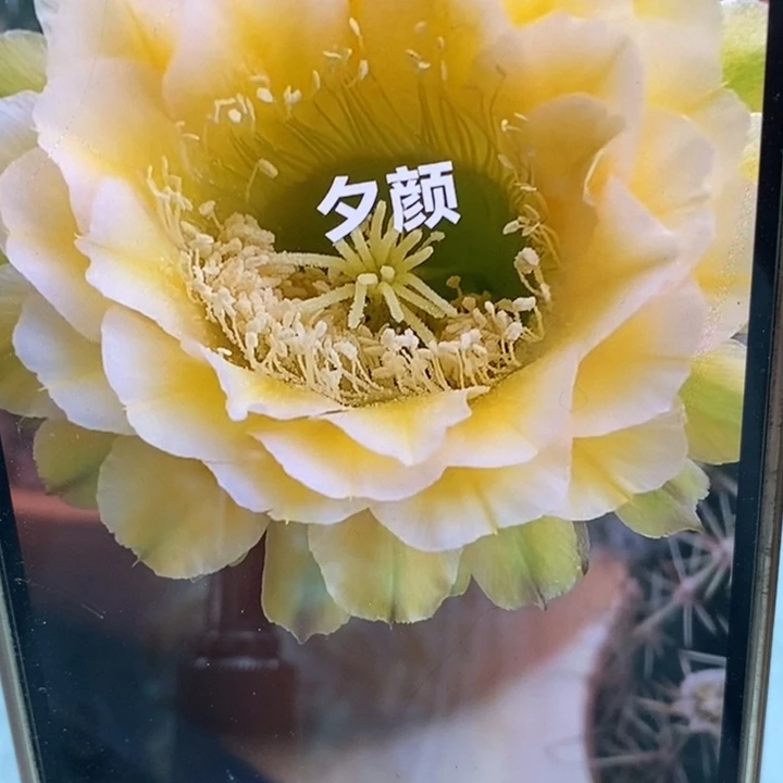 彩草绿黄白带根5公分左右