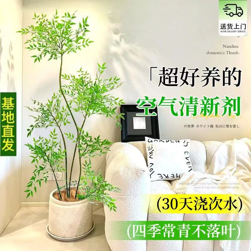 南天竹盆栽大型绿植适合客厅办公室庭院好养四季常青
