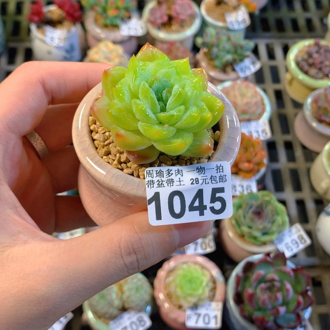 5厘米盆精控多肉1045