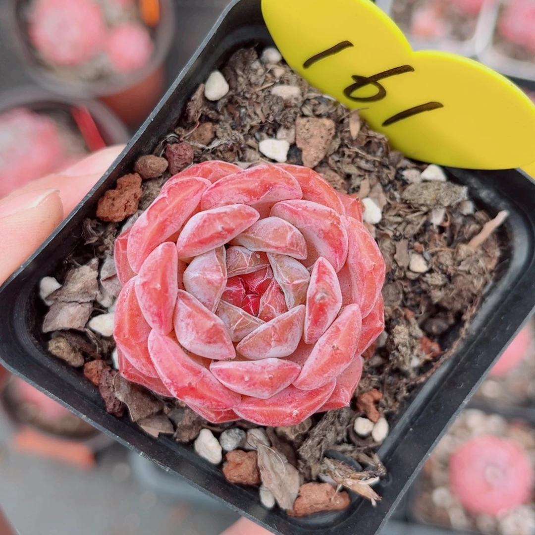 161号小老桩糖钻单头