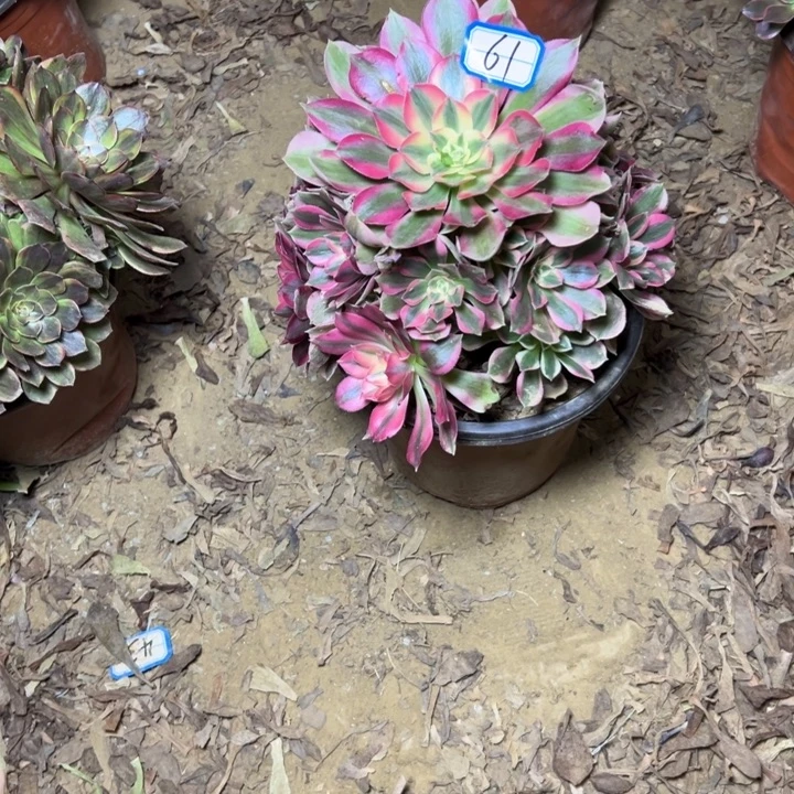 蓝***祥多肉植物粉妖月法师61