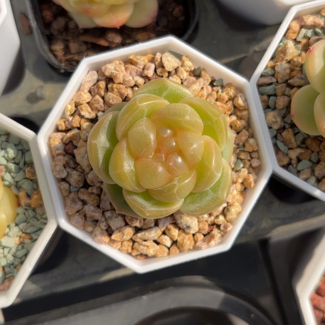 珍妮杂交一物一拍