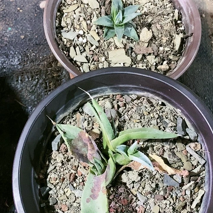 【闪购商品】无花朵c****h龙舌兰妖炎