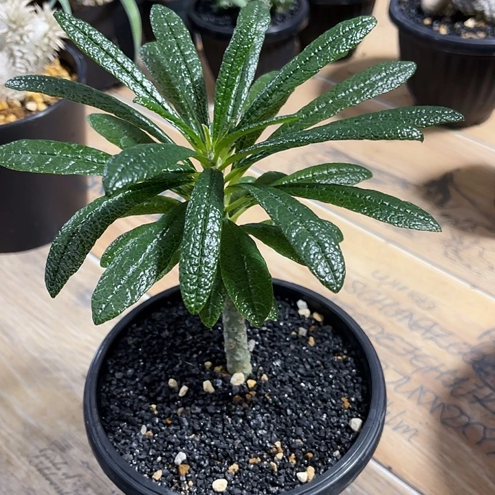 巨琉桑6666666666666666