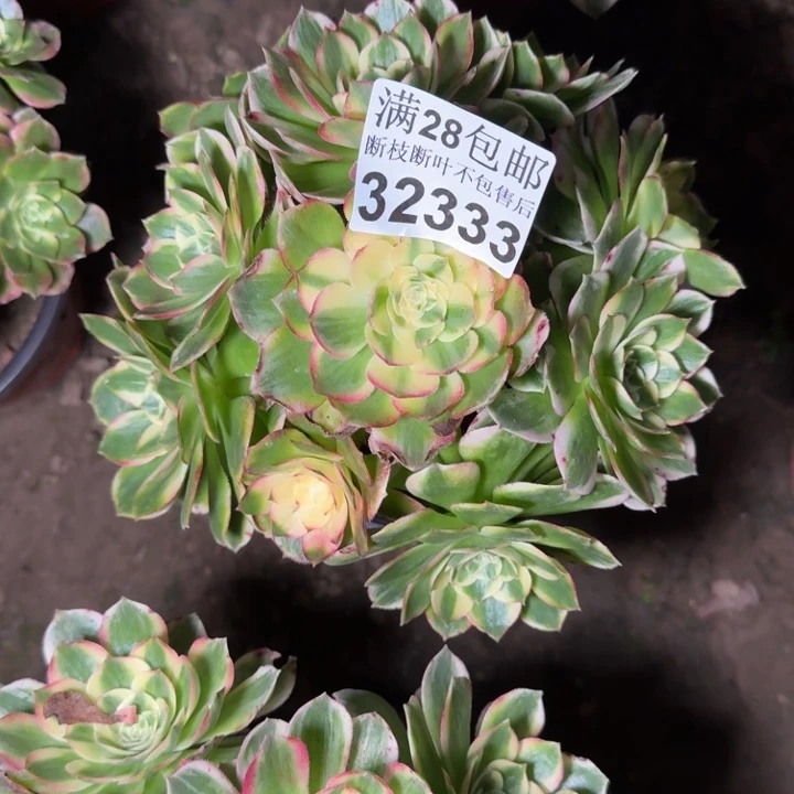 3233海鲜多肉植物