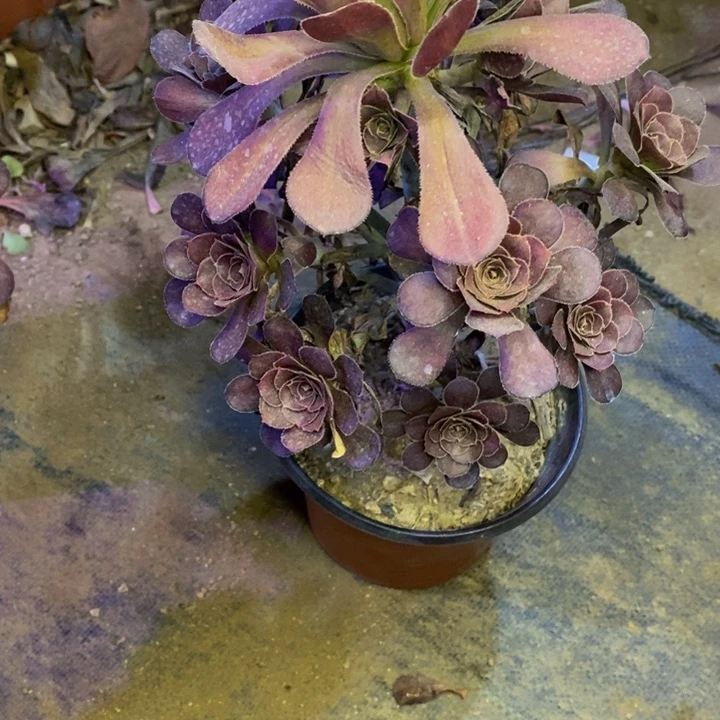 圆叶多肉断头不包1652