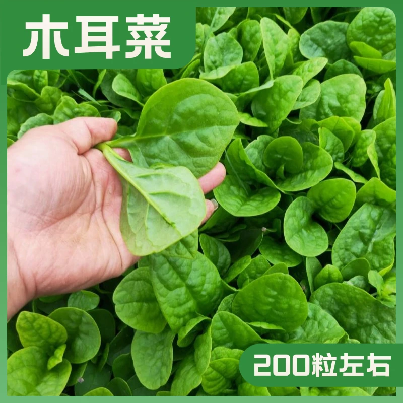大叶木耳菜种子农家菜园甄选木耳菜籽炒涮青菜种籽全国小菜园种植