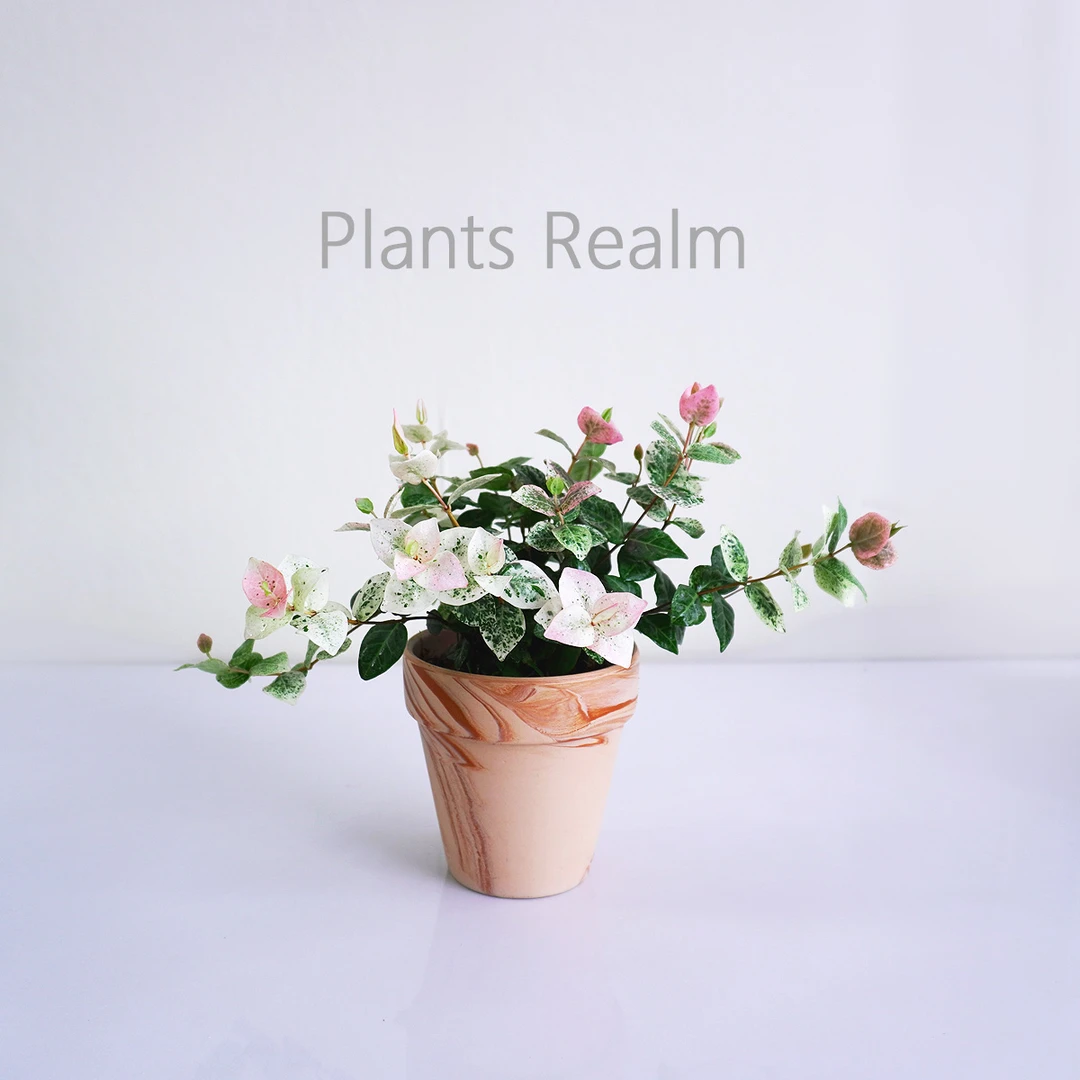 花叶络石常绿四季盆栽植物室内小盆景植物桌面开花小绿植