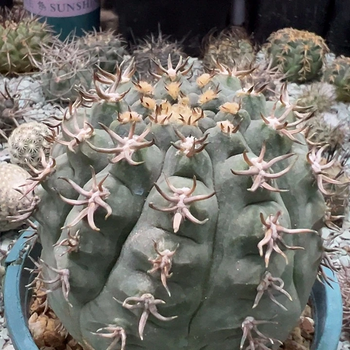 猫爪天平。自根养定。