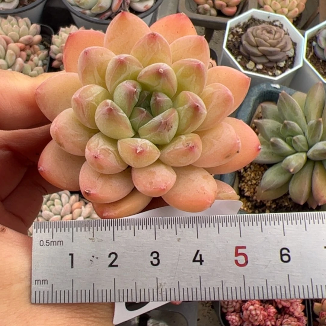 ?****?962 多肉植物组合