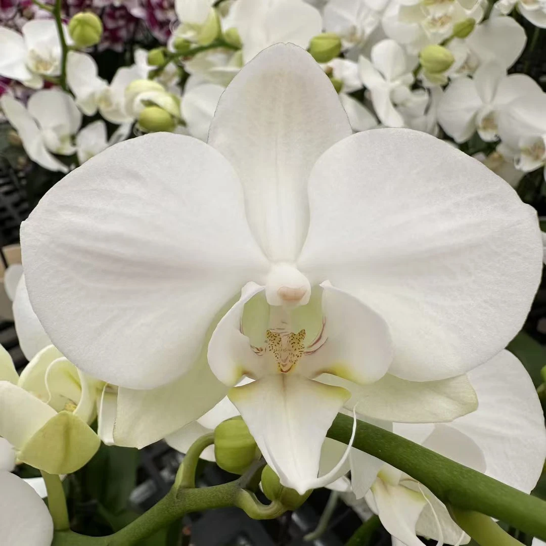 蝴蝶兰【阿玛】高端花卉 客厅美观 基地直发