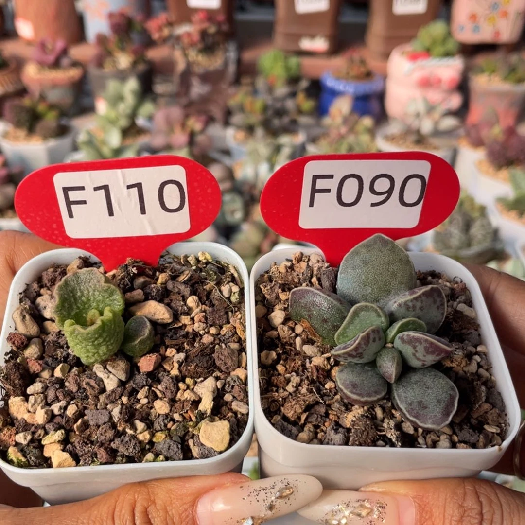 6*    实生艾薇蛋   f110。 090