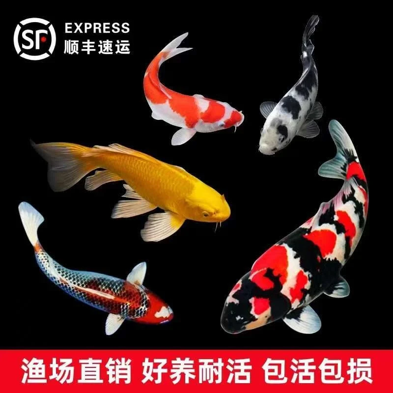精品血统大正三色锦鲤冷水淡水观赏鱼好养耐活