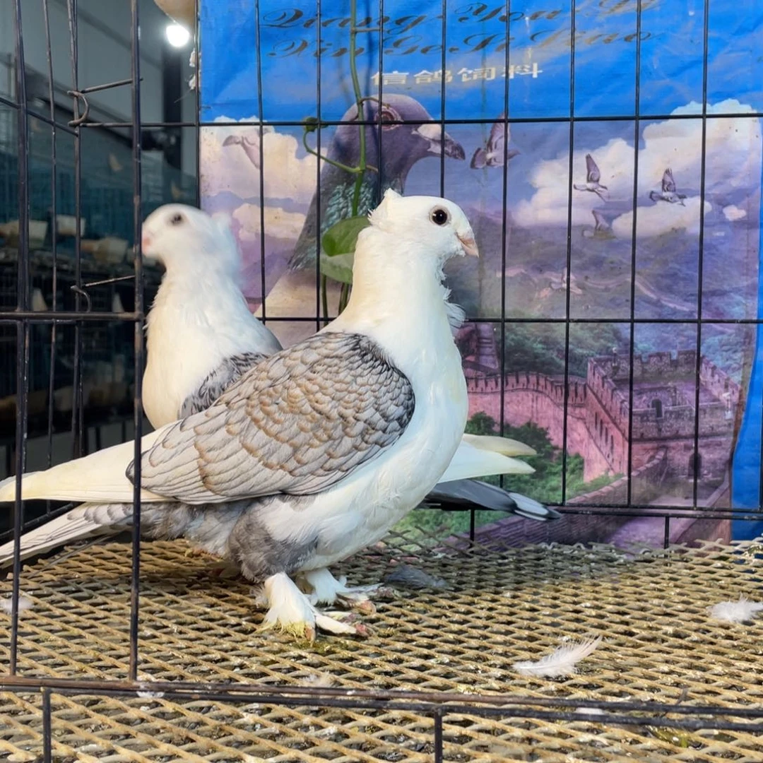 淑女，鸽子，青年一对